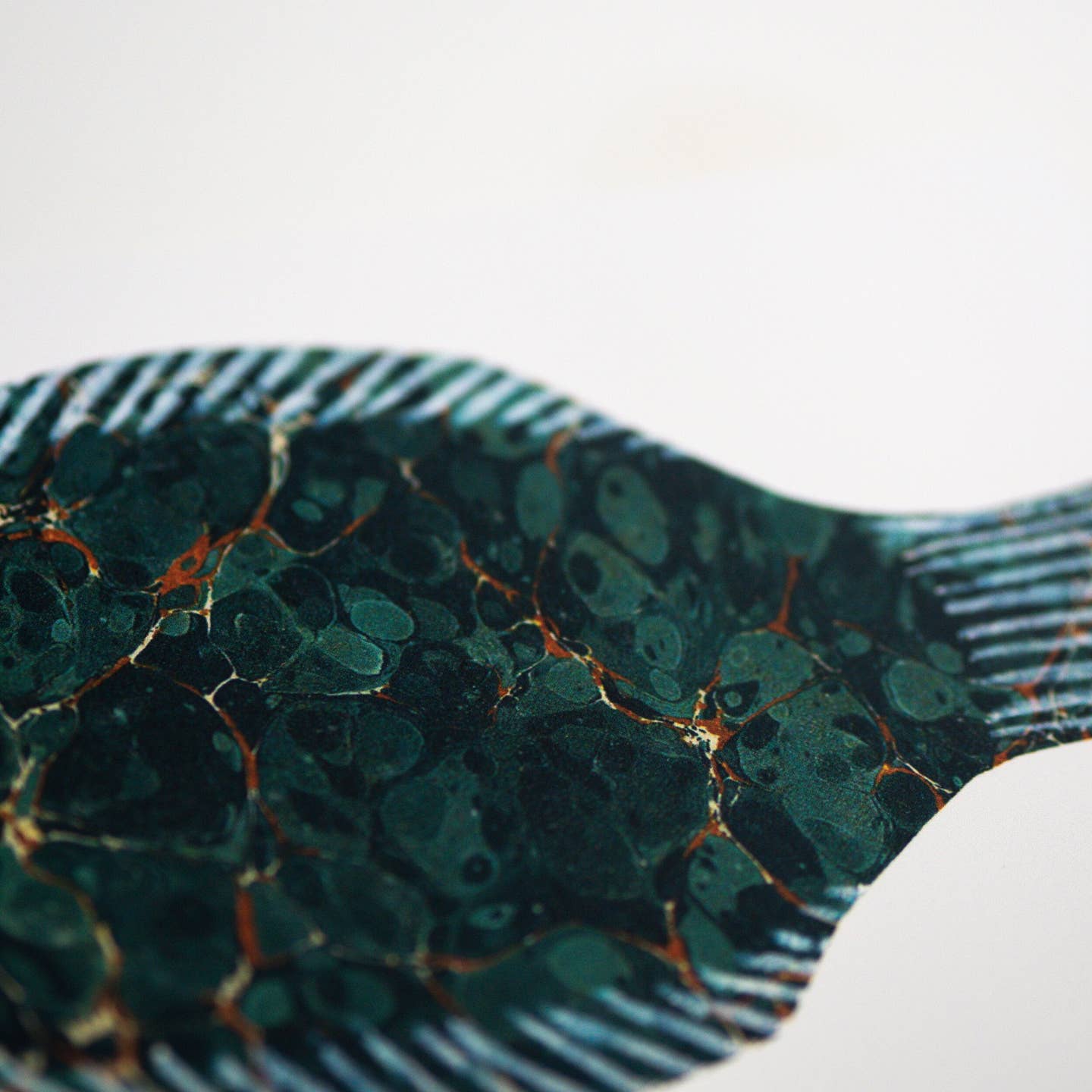Little Fish Print