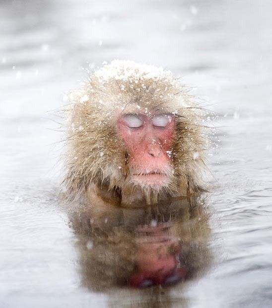 Hot Spring Bath Fizz